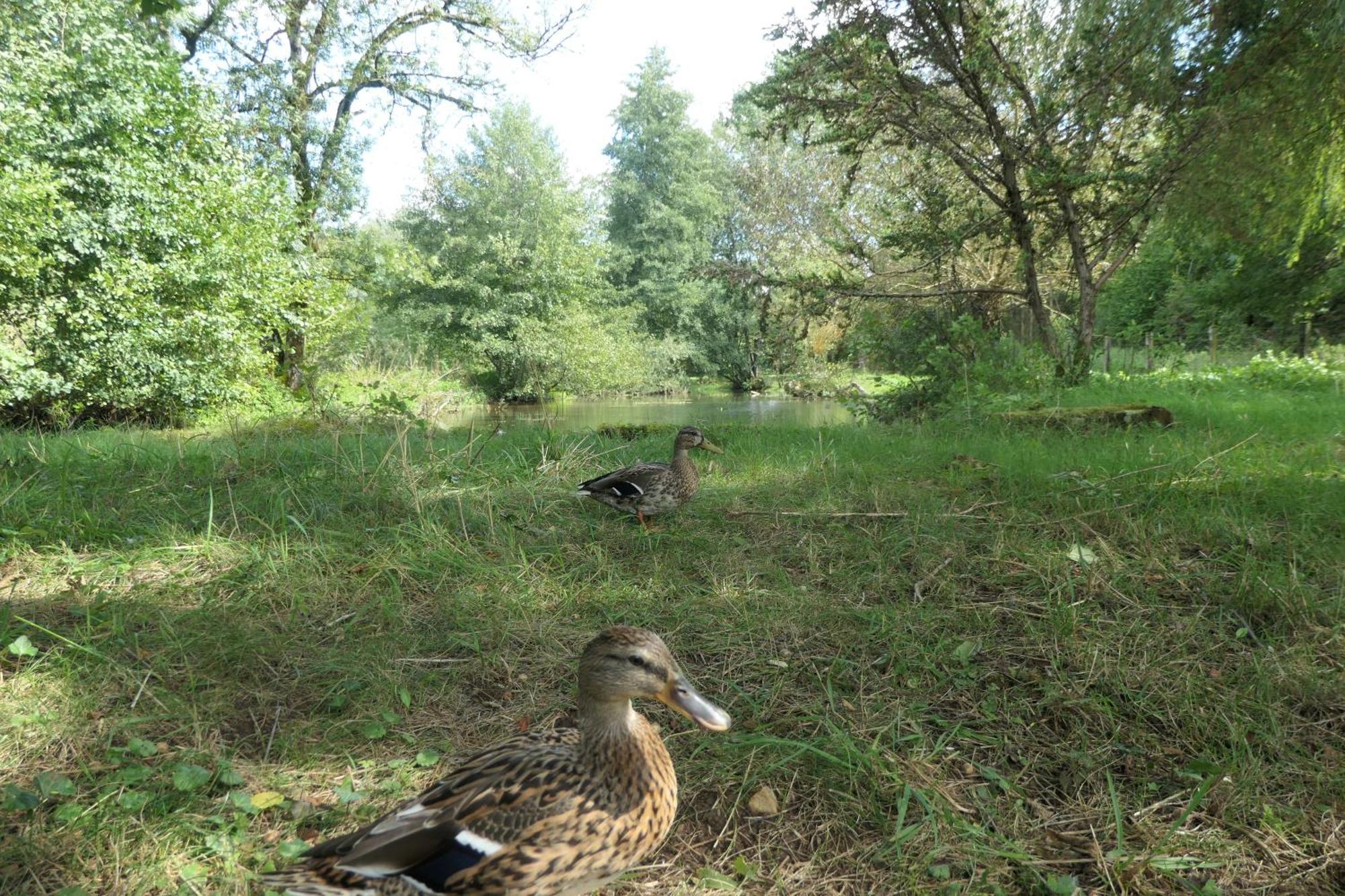 Thonnance-lès-JoinvilleLe Moulin Aux Ecrevisses住宿加早餐旅馆 外观 照片